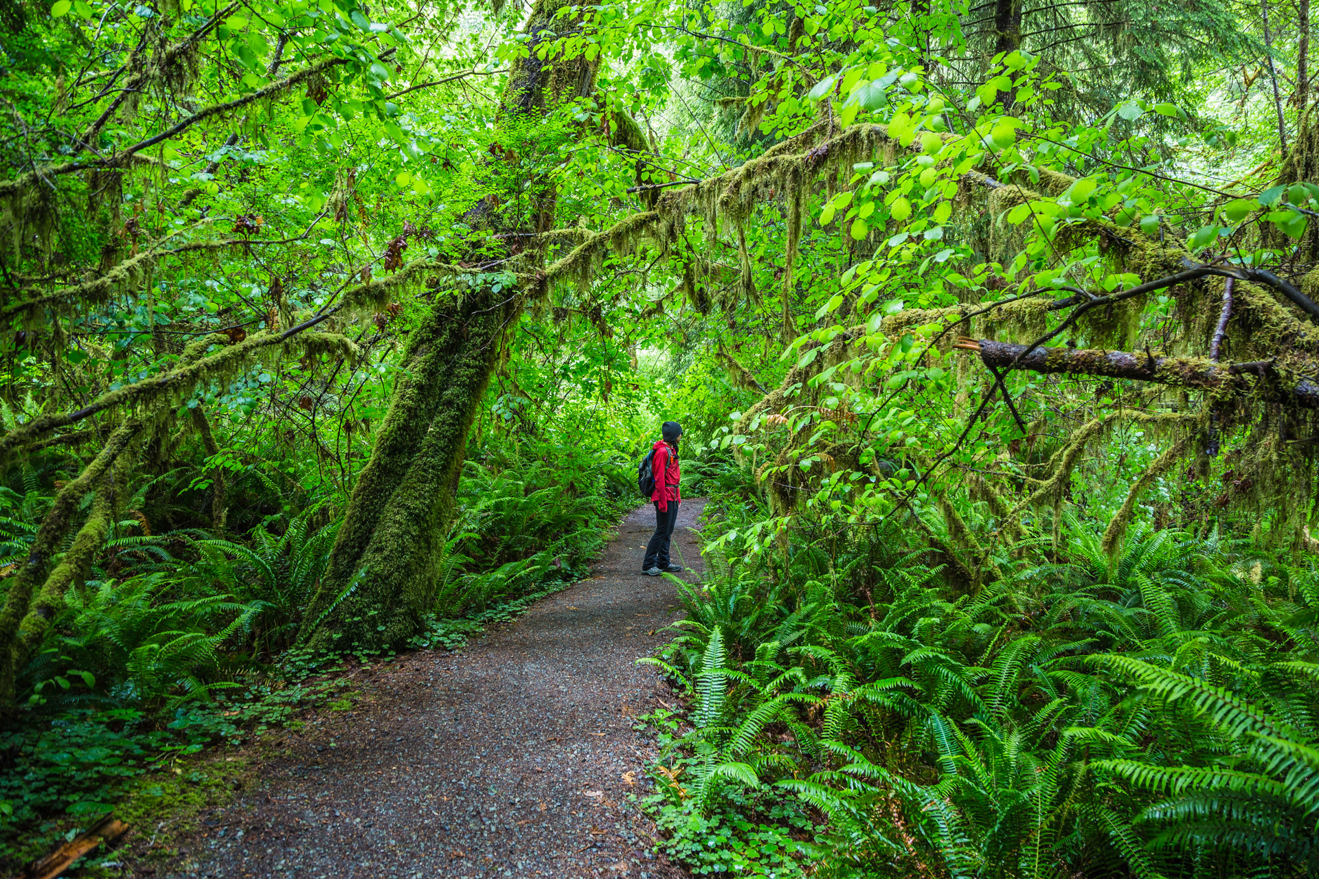 Redwoods State Park (8)