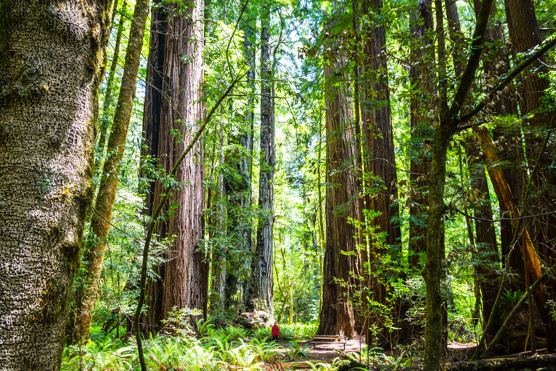 Redwood National Park (12)