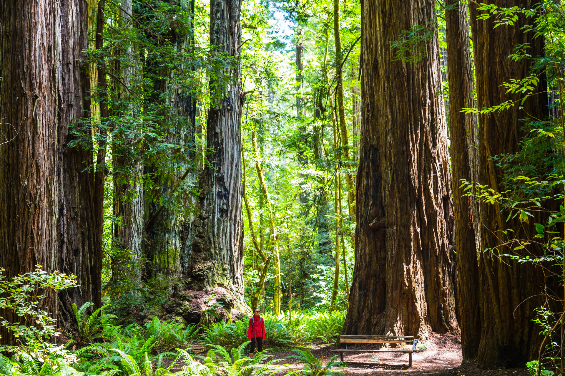 Redwood National Park (14)