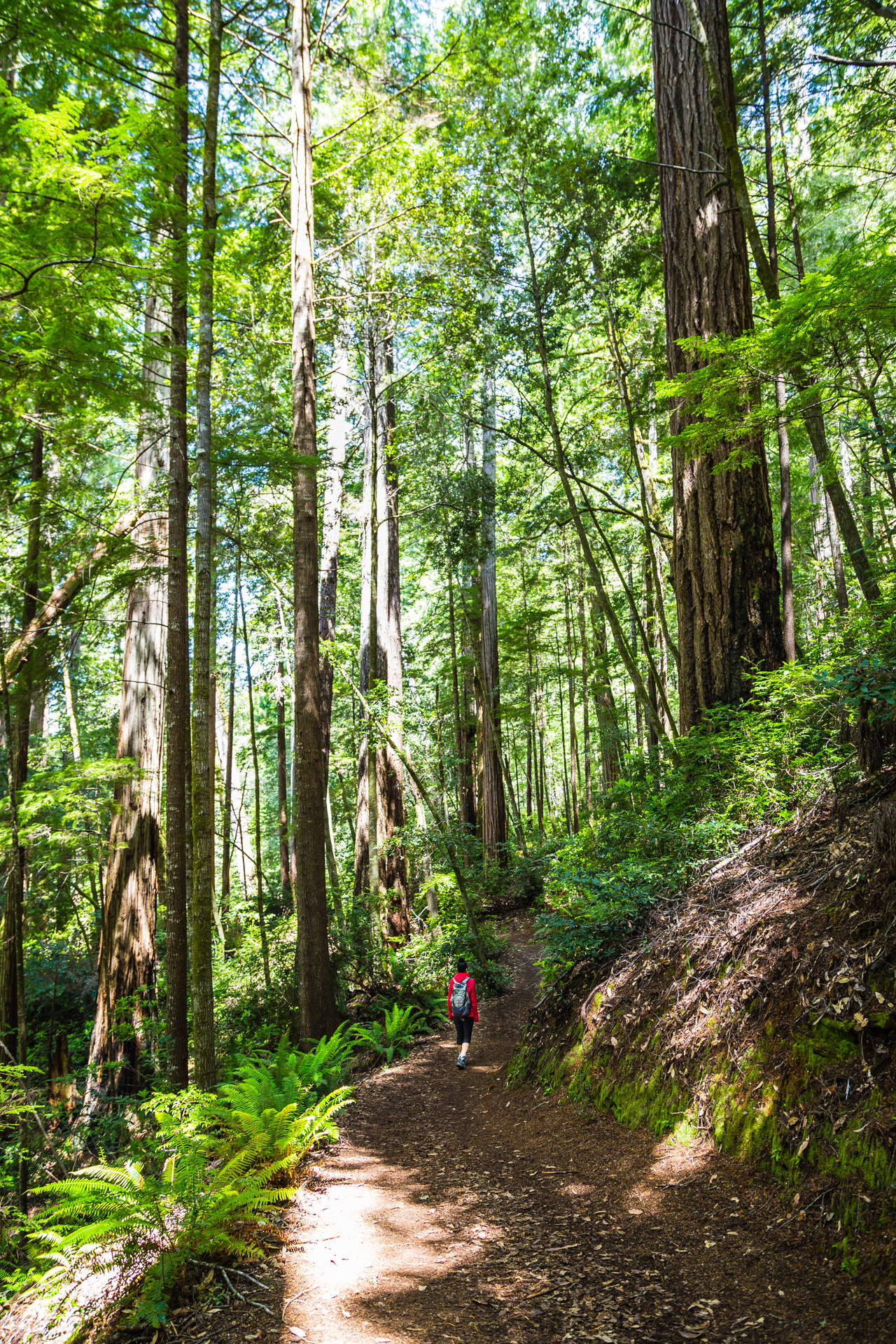 Redwood National Park (5)