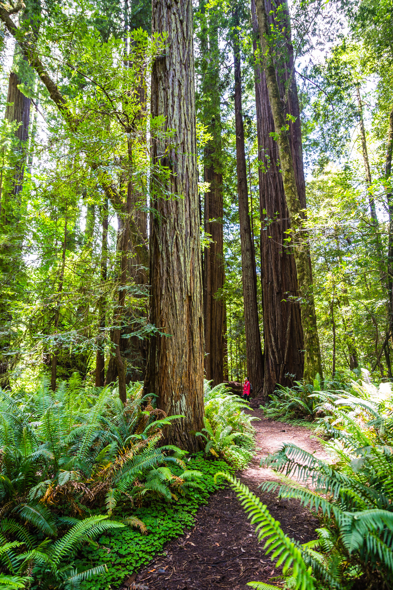 Redwood National Park (9)
