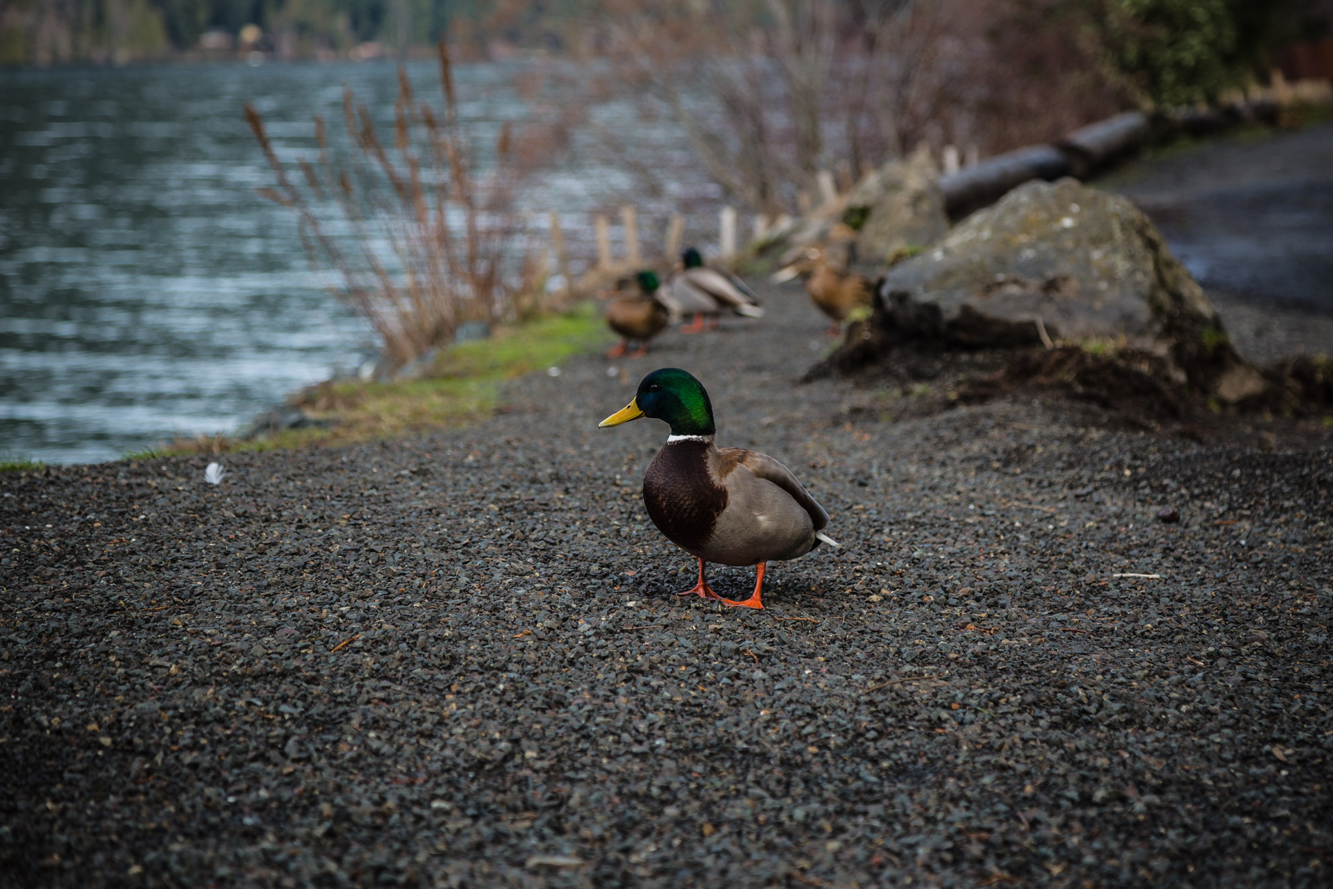 Lake Crescent (5)