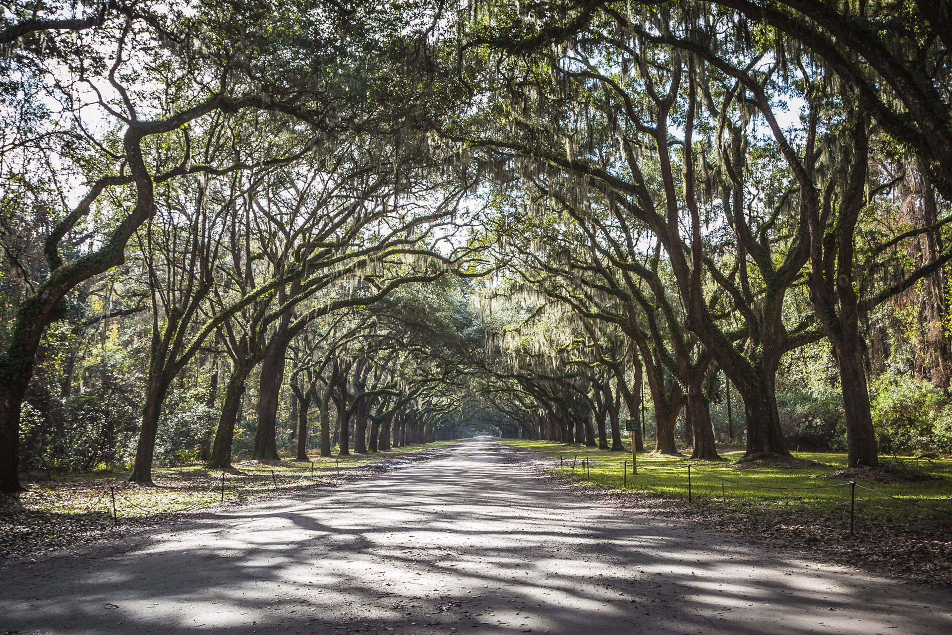 Unexpected Solitude (arch trees)