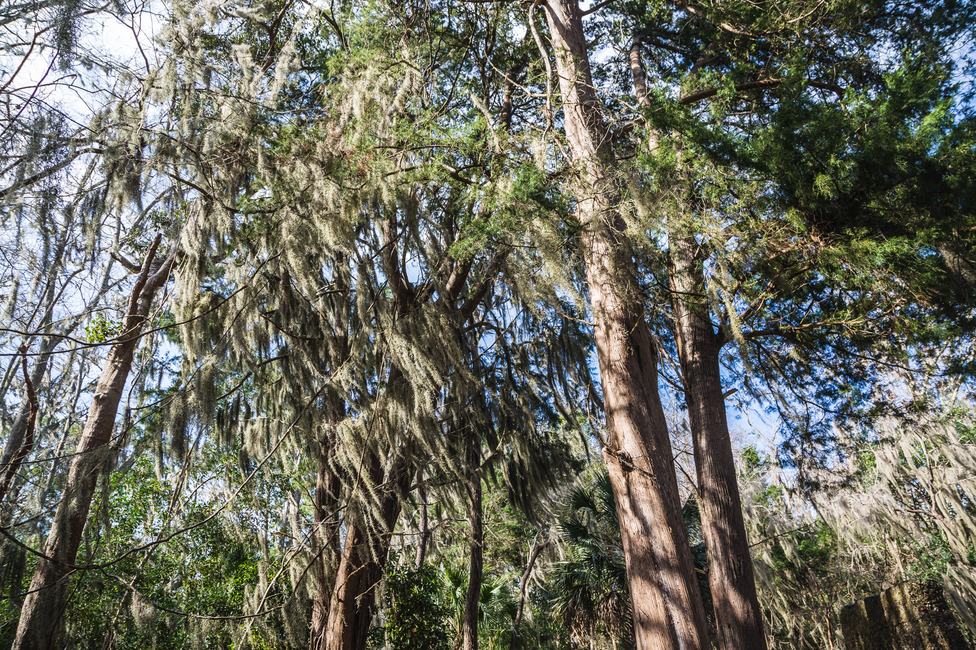 Unexpected Solitude (trees)