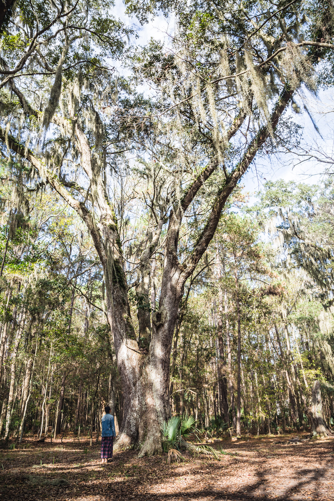 Unexpected Solitude (vertical tree)